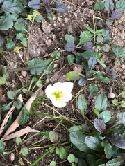Zephyranthes candida