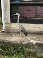 Ardea cinerea
