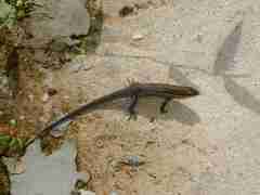 Eutropis macularia
