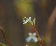 Stylidium tenerum