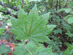Acer japonicum