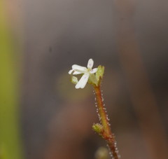 Stylidium tenerum