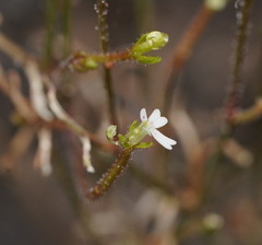 Stylidium tenerum