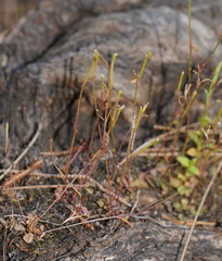 Stylidium tenerum