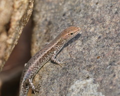 Lampropholis mirabilis