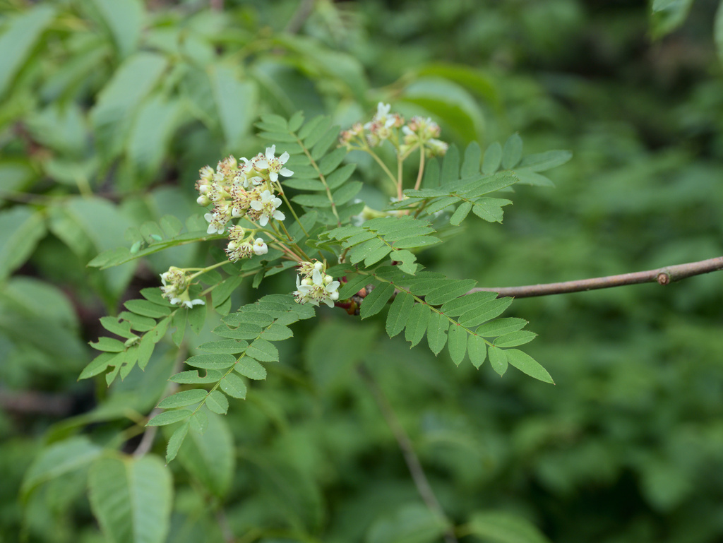 Sorbus gonggashanica (Sorbus gonggashanica)