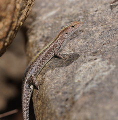 Lampropholis mirabilis