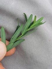 Hypericum linariifolium