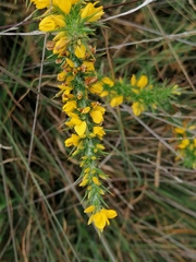 Ulex minor