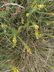 Ulex minor