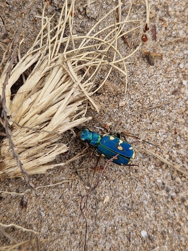 Green Tiger Beetle, 7371 DD Loenen, Netherlands, photo 6 of 10
