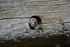 Polistes gallicus