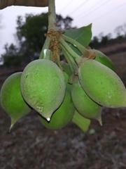 Madhuca longifolia