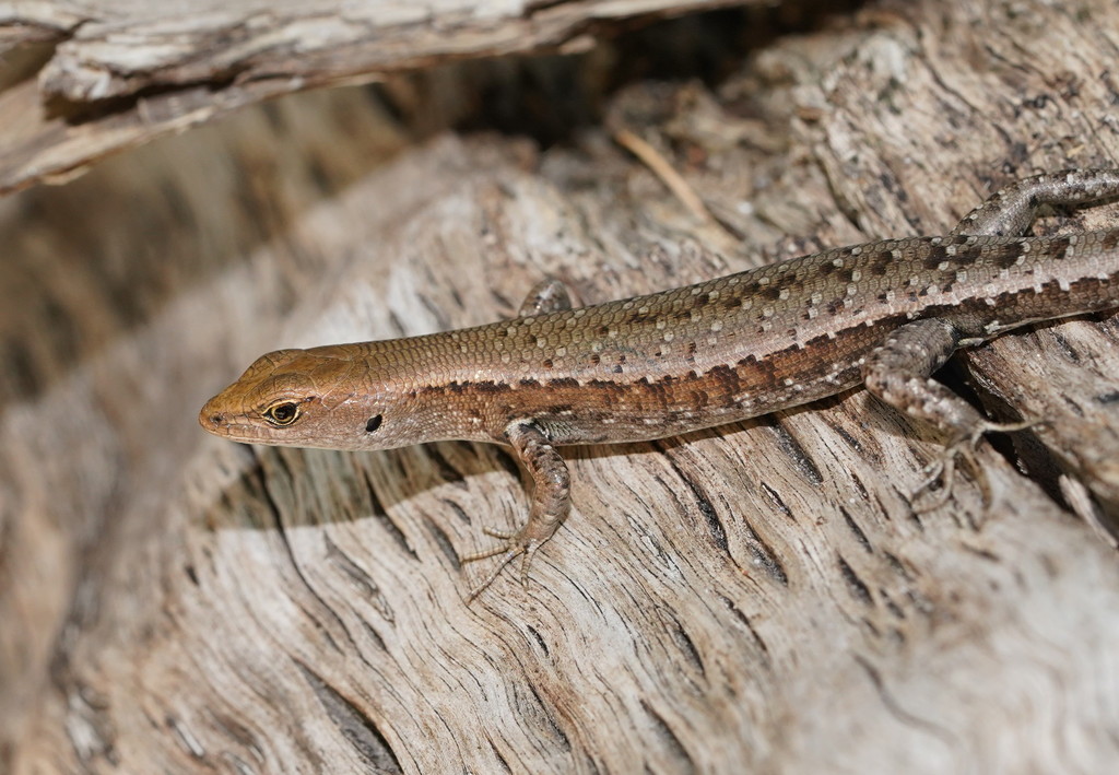 Saxicoline Sunskink