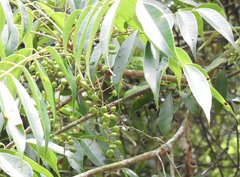 Toxicodendron succedaneum