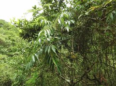 Toxicodendron succedaneum