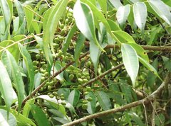 Toxicodendron succedaneum