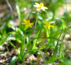 Pauridia gracilipes gracilipes