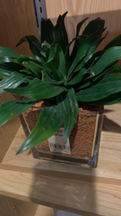 Dracaena fragrans compacta