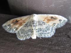 Scopula indicataria
