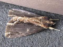 Dypterygia caliginosa