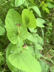 Dutchman's Pipe (Aristolochia rotunda)