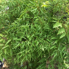 Polyscias balfouriana