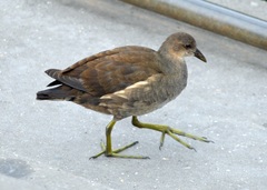 Gallinula chloropus