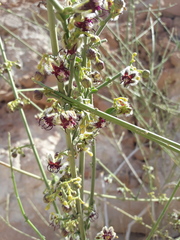 Periploca aphylla
