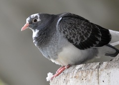Columba livia domestica