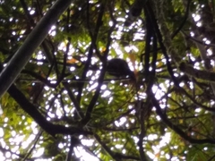 Prolemur simus