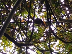 Prolemur simus