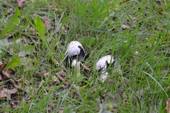 Coprinus comatus