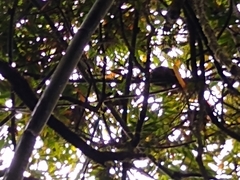 Prolemur simus