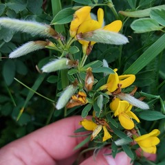 Bushman's Candle (Corothamnus)