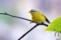 Phylloscopus xanthoschistos