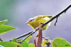 Phylloscopus xanthoschistos