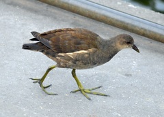 Gallinula chloropus
