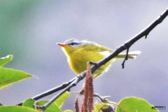 Phylloscopus xanthoschistos