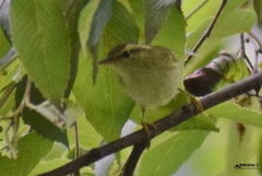 Phylloscopus reguloides