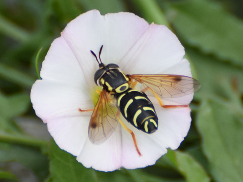 Chrysotoxum festivum nuotrauka