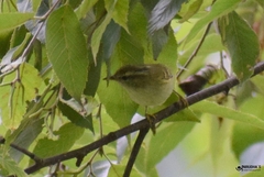 Phylloscopus reguloides