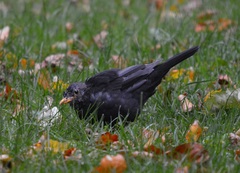 Turdus merula