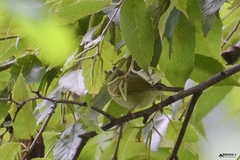 Phylloscopus reguloides