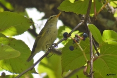Phylloscopus reguloides