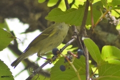 Phylloscopus reguloides