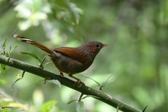 Trochalopteron lineatum