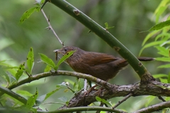 Trochalopteron lineatum