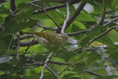 Phylloscopus reguloides