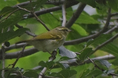 Phylloscopus reguloides